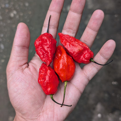 Naga Chilli Seeds (Ghost Pepper)