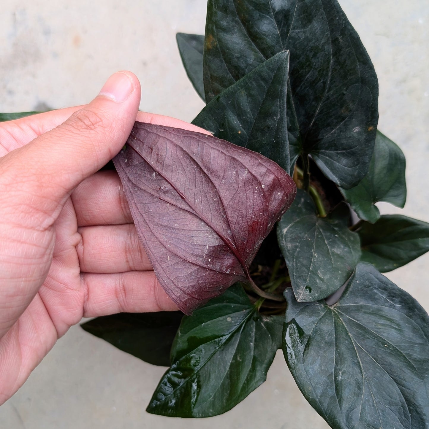 Syngonium Erythrophyllum (Red Arrow)