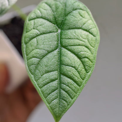 Alocasia Melo - Alocasia - Soiled