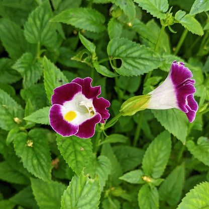 Torenia Fournieri (Wishbone Flower) - Flowering Plant - Soiled