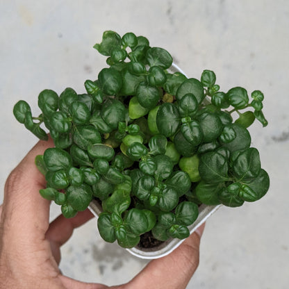 Bubble Plant - Foliage Plant - Soiled