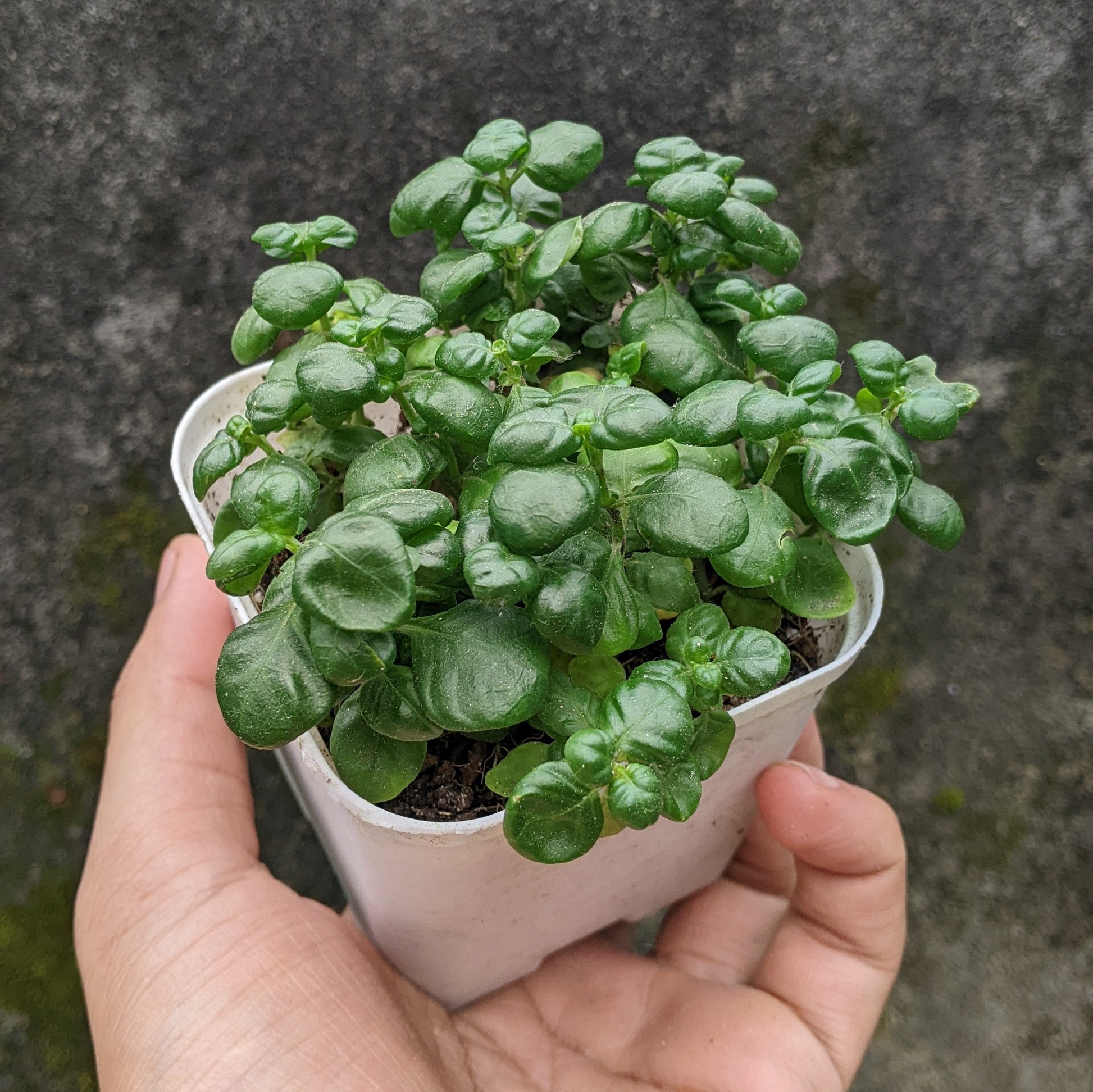 Bubble Plant - Foliage Plant - Soiled