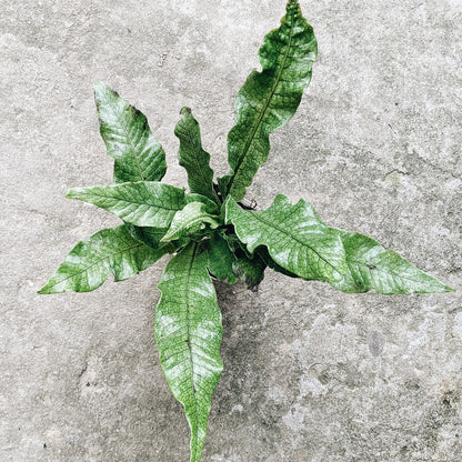 Crocodile Fern (Microsorum musifolium) - Fern - Soiled