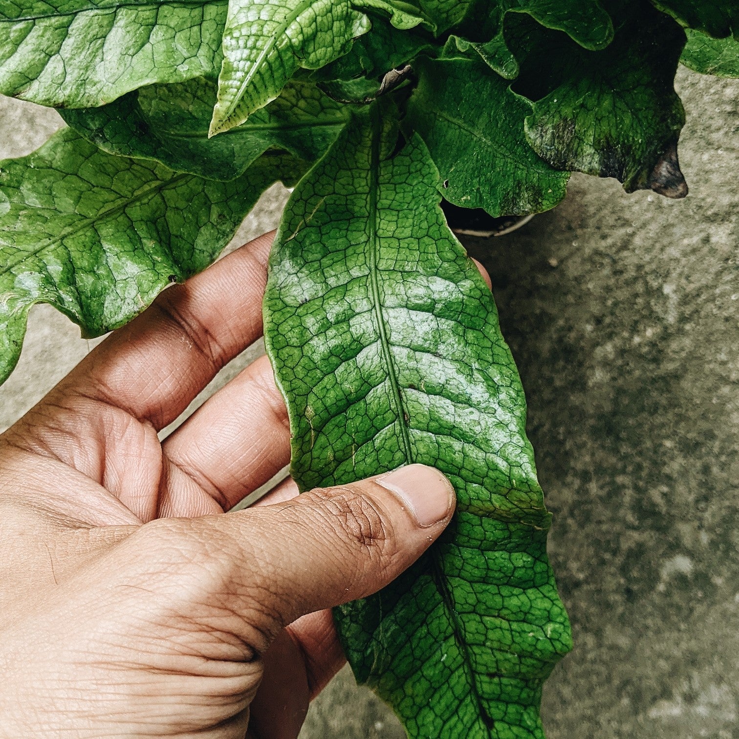 Crocodile Fern (Microsorum musifolium) - Fern - Soiled