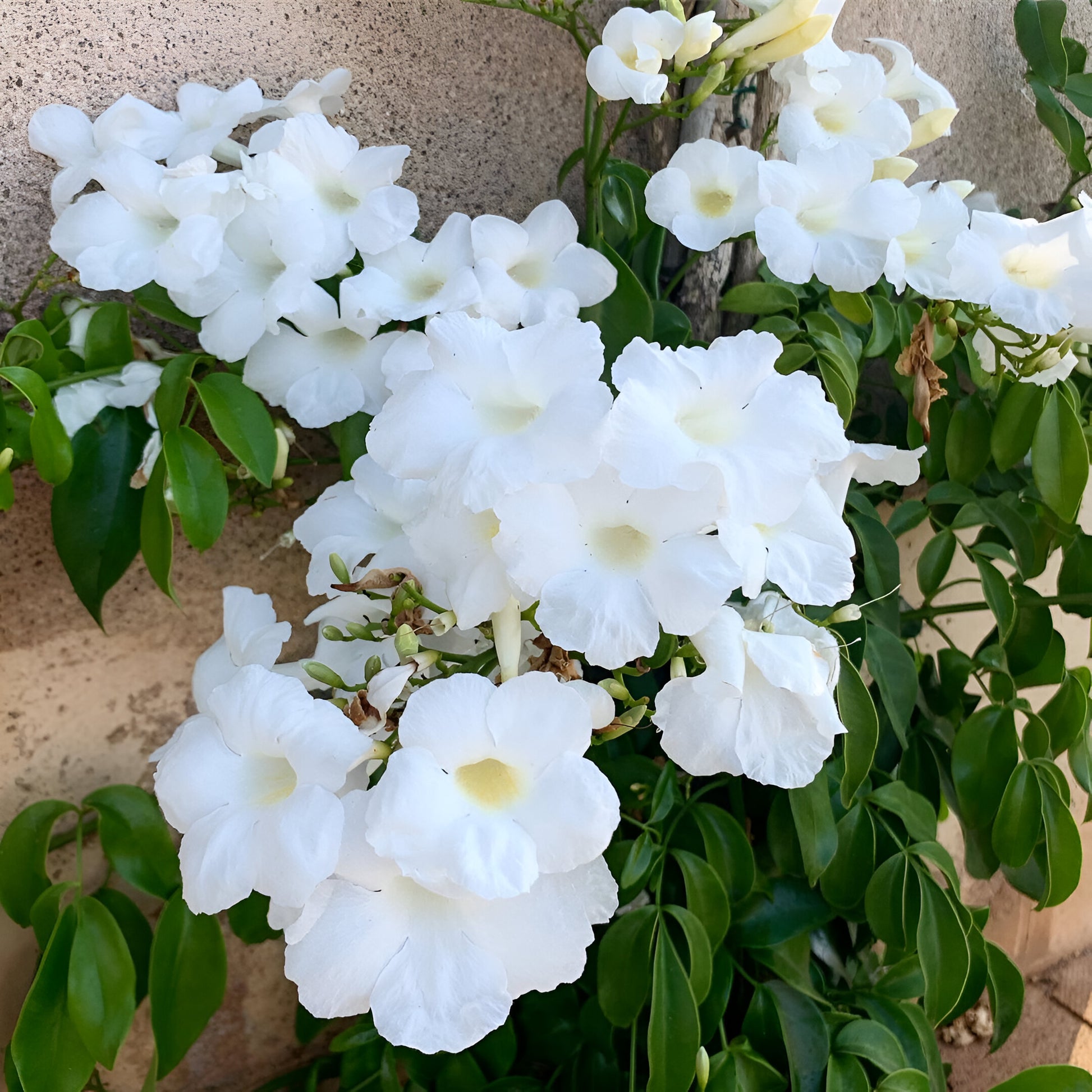 Pandorea Jasminoides 'Alba' - White Bower Vine