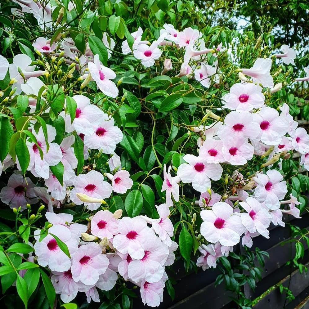 Pandorea Jasminoides (Bower Vine) flowering in bunch