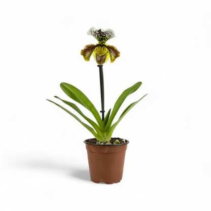 Paphiopedilum Insigne Hybrid