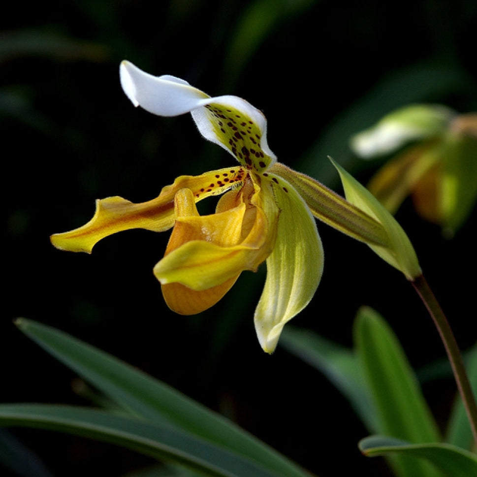 Paphiopedilum Insigne Hybrid (Slipper Orchid)