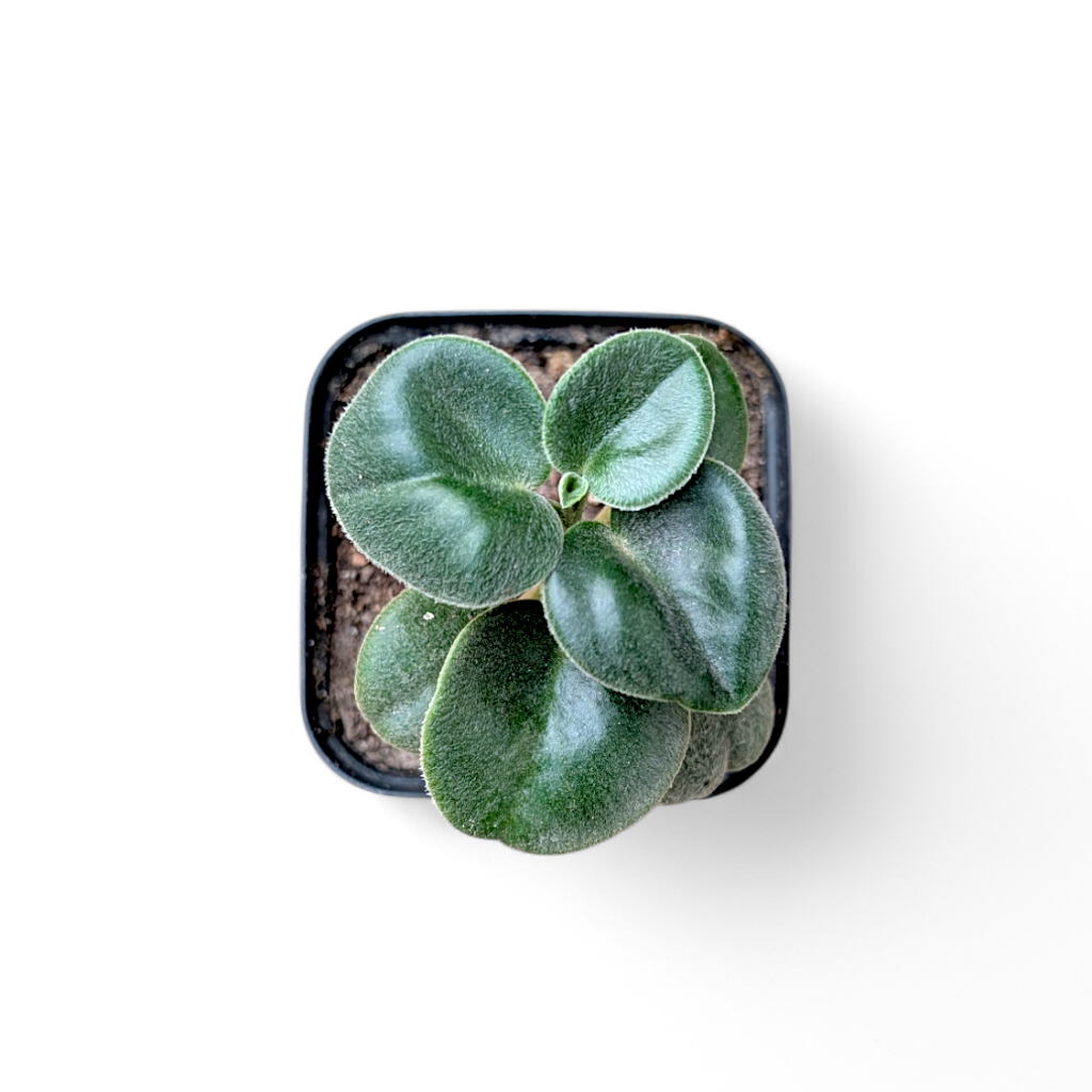 Peperomia Incana