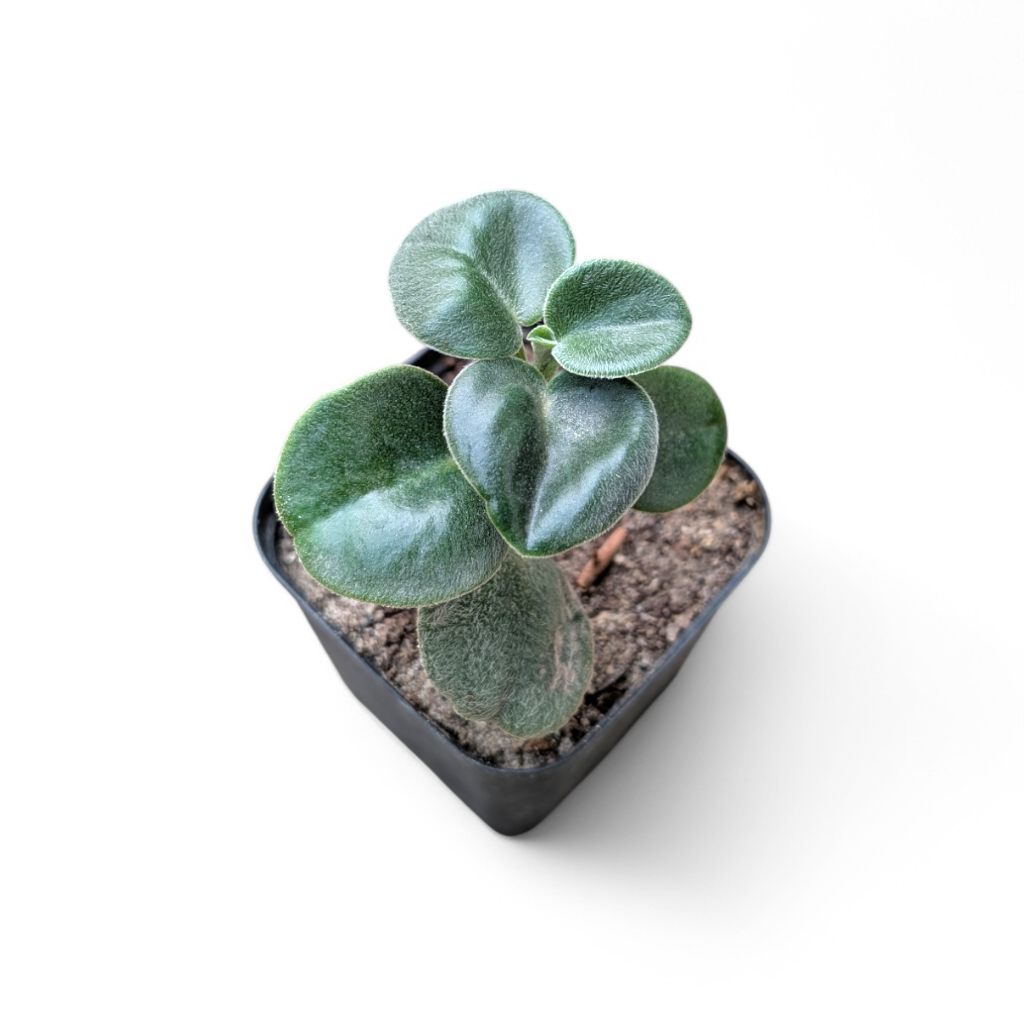 Peperomia Incana Plant