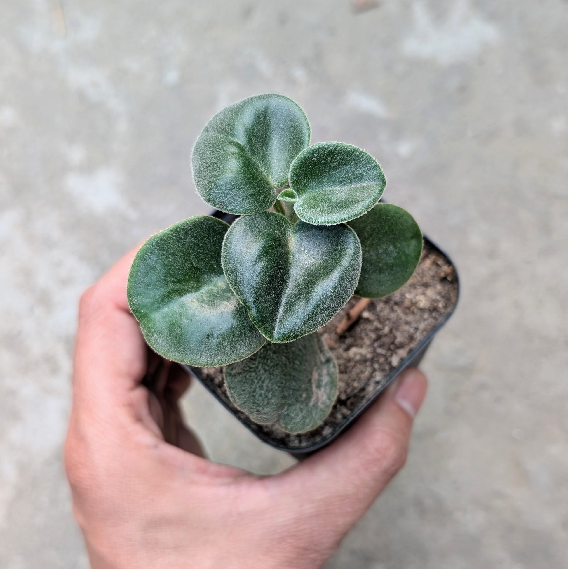 Peperomia Incana Plant India