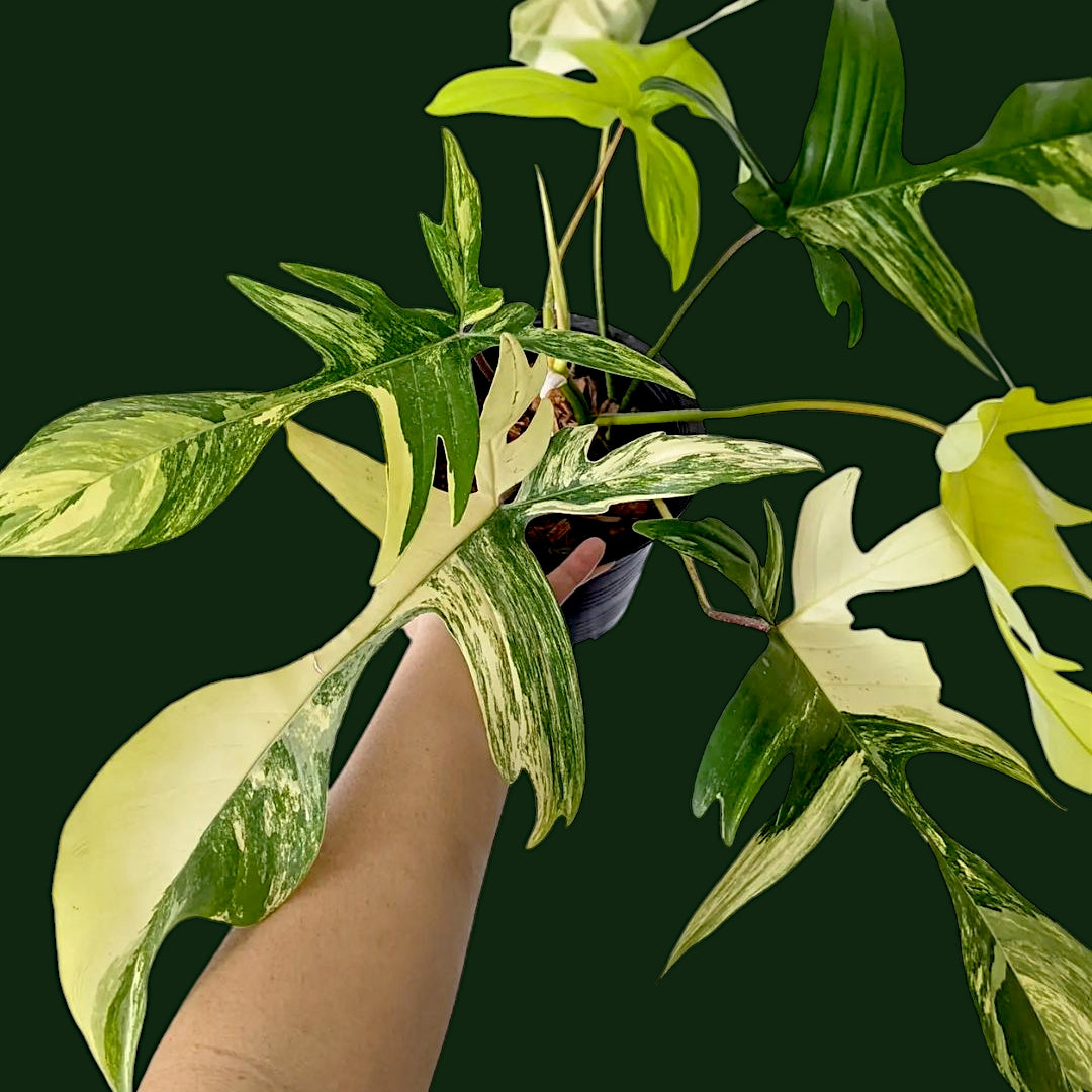 Philodendron Florida Beauty - Philodendron - Soiled