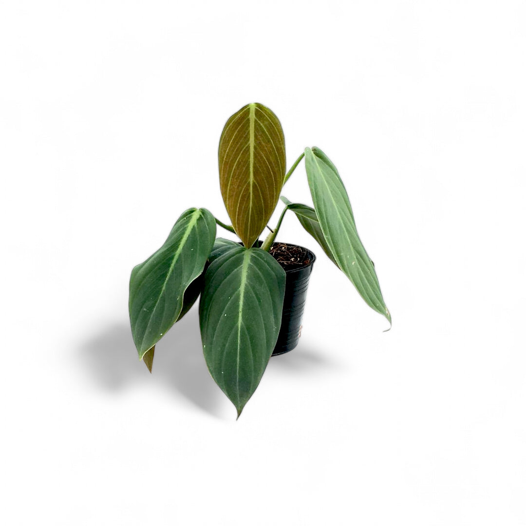 Philodendron Gigas - Indoor & Outdoor Plants - Soiled