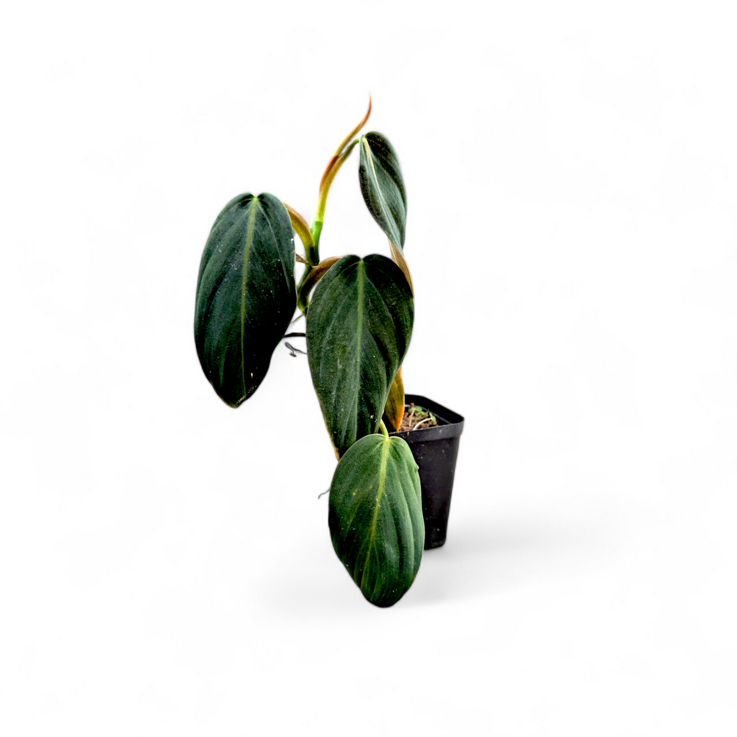 Philodendron Gigas