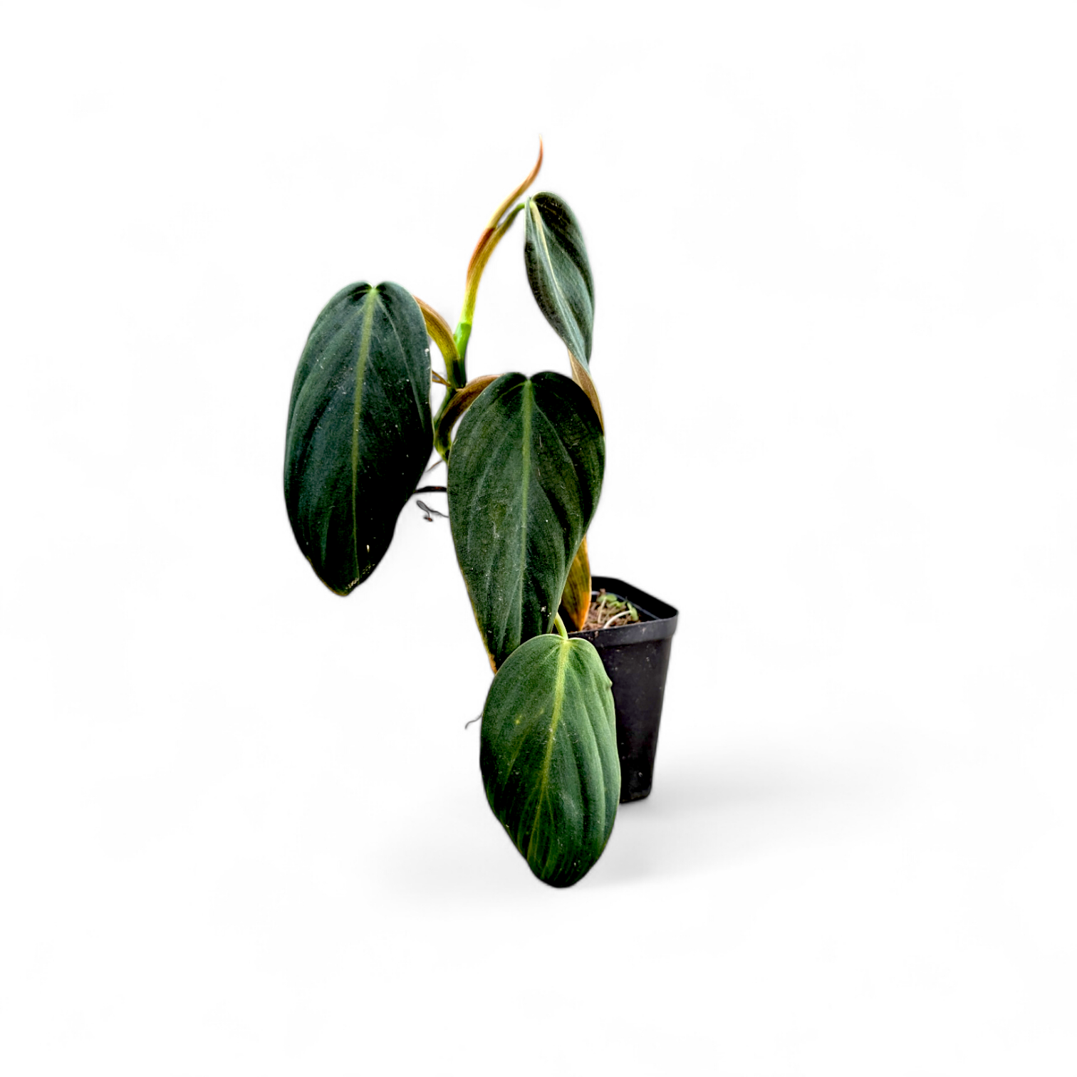 Philodendron Gigas | 2 Plants Per Pot | 4 inch pot outlet