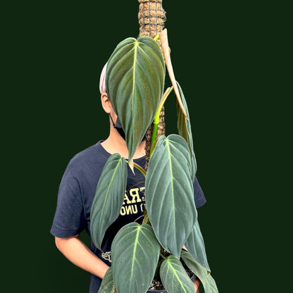 Philodendron Gigas - Indoor & Outdoor Plants - Soiled