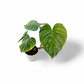 Philodendron Majestic