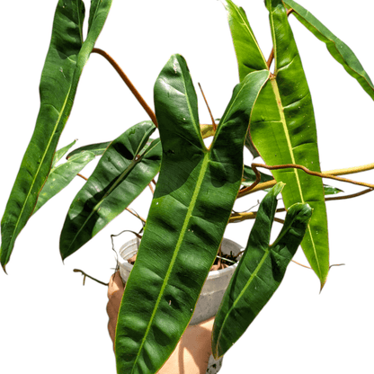 Philodendron Billietiae - Philodendron - Soiled