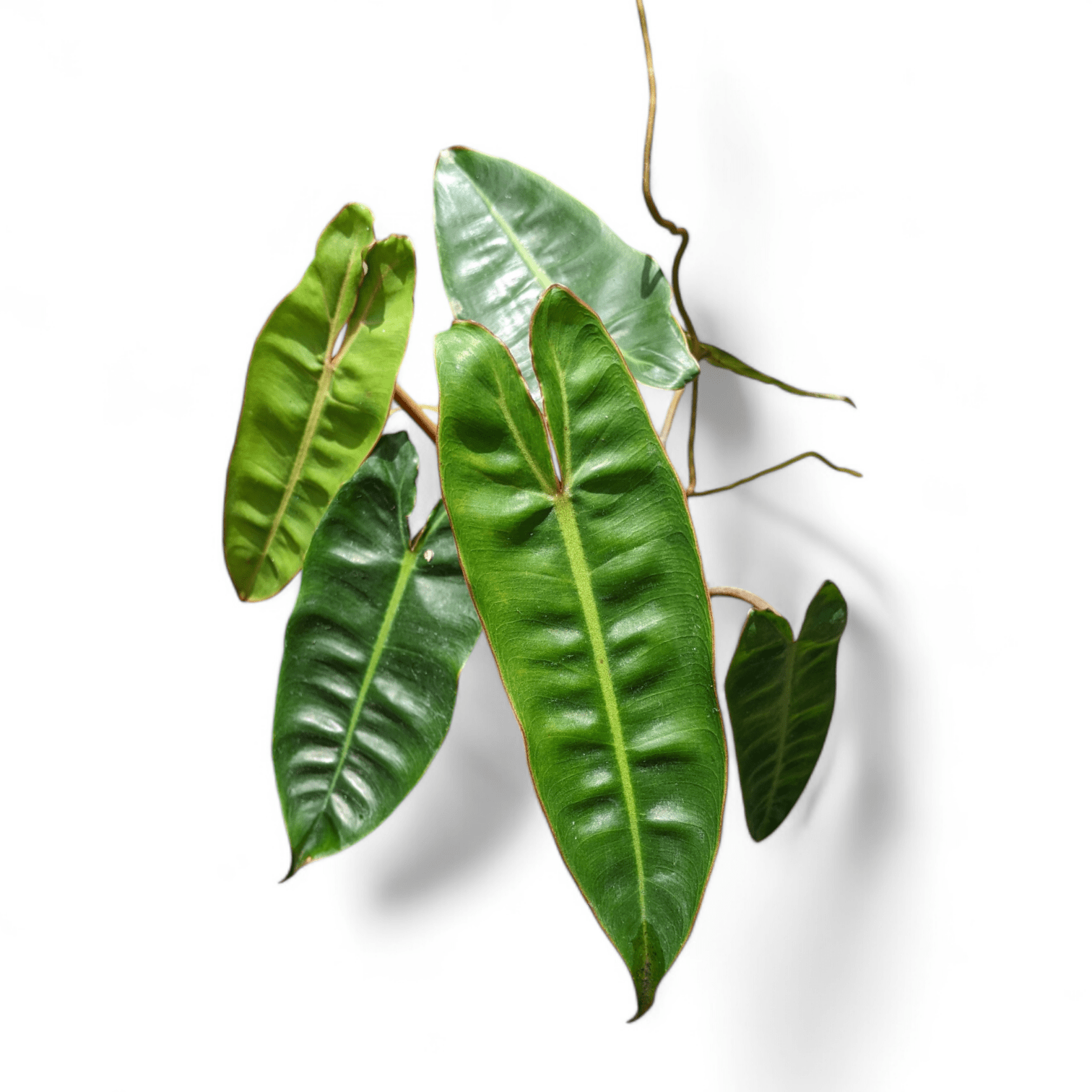 Philodendron Billietiae - Philodendron - Soiled