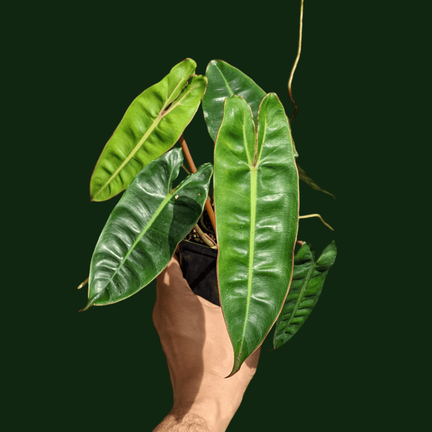 Philodendron Billietiae - Philodendron - Soiled