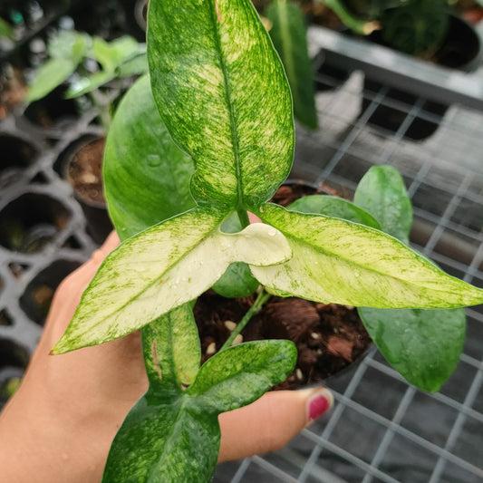 Philodendron Goeldii Mint Variegated