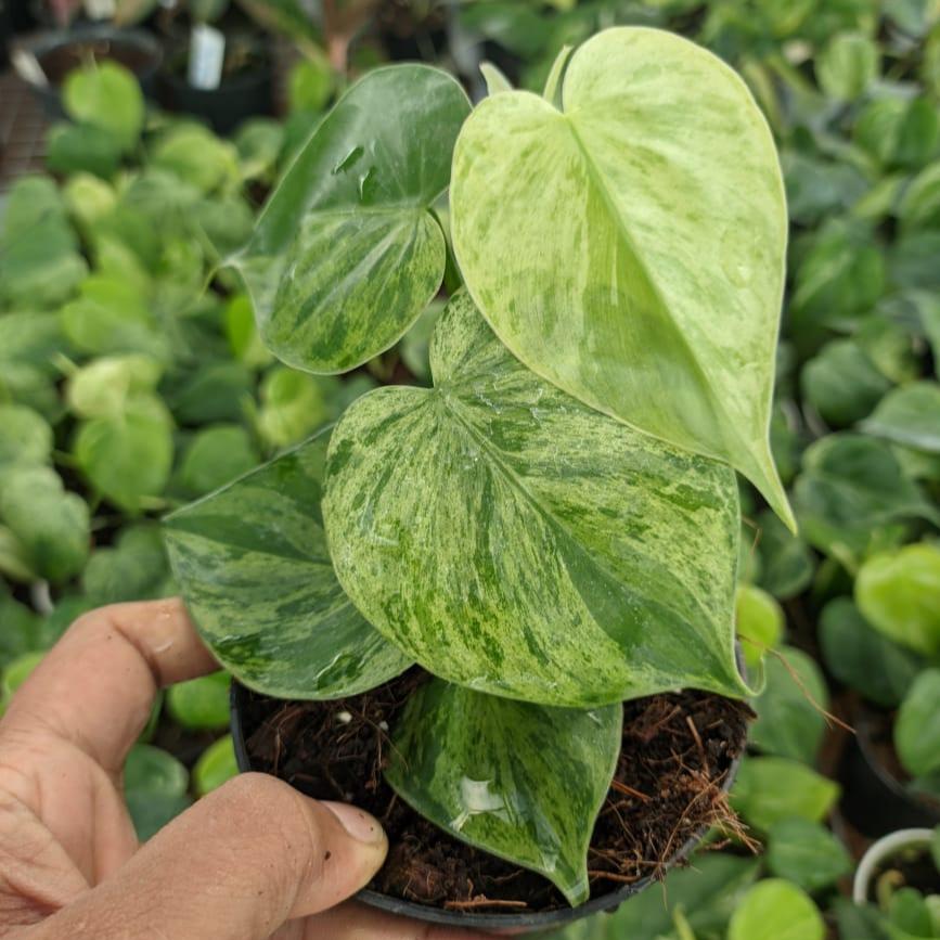 Philodendron Hederaceum Variegated