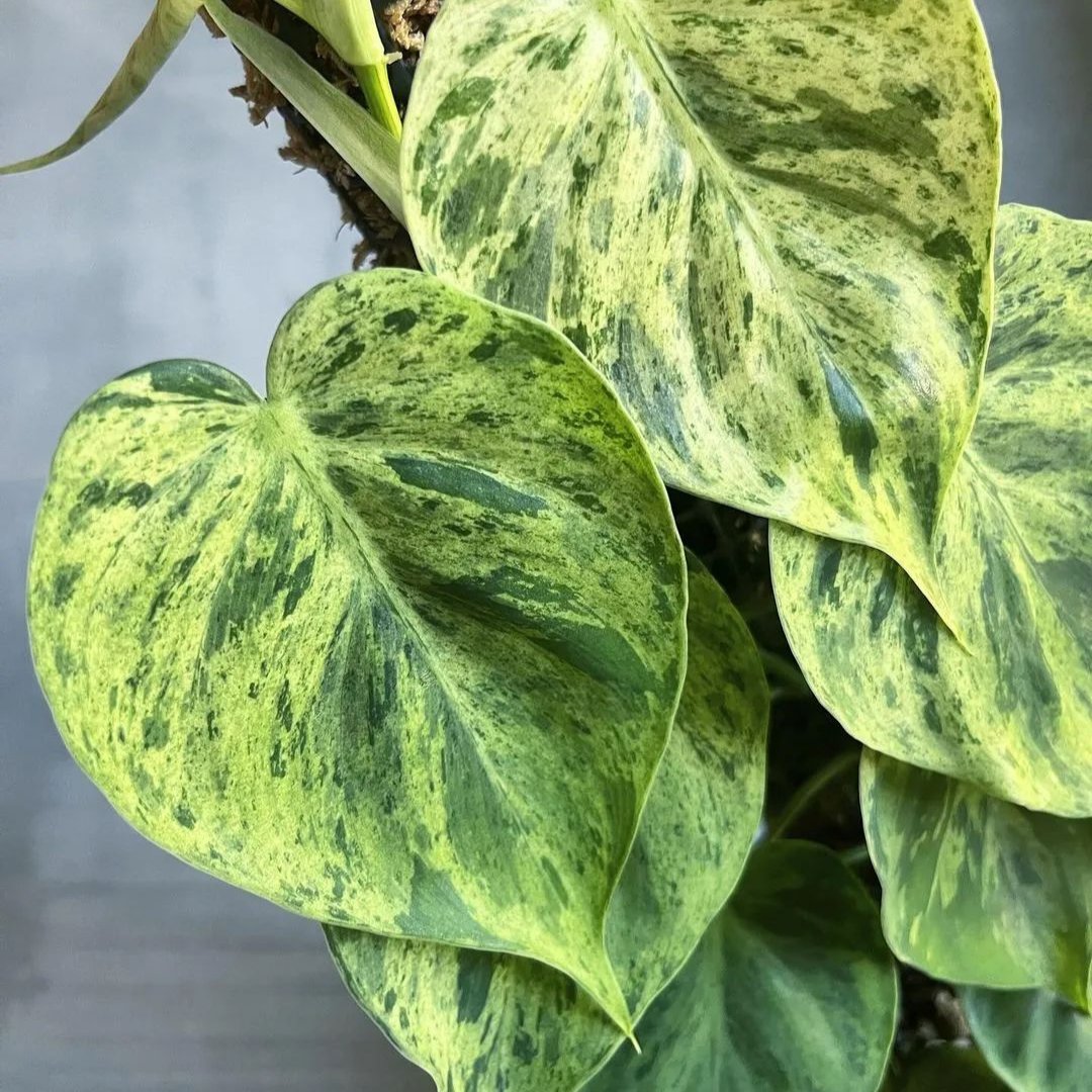 Philodendron Hederaceum Variegated closeup