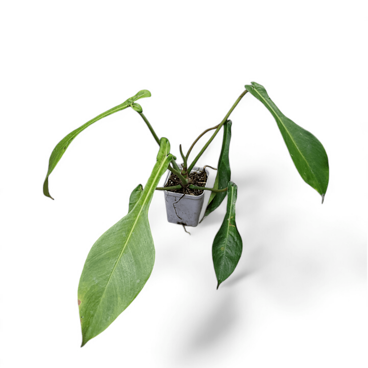 Philodendron Joepii - Philodendron - Soiled