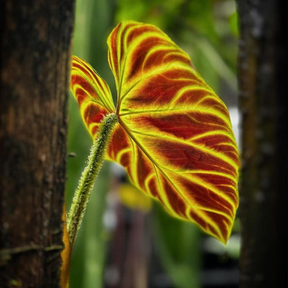 Phiodendron Verrucosum Leaf Back Side