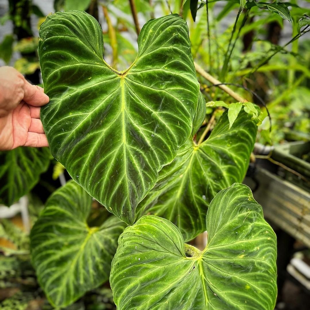 Phiodendron Verrucosum Leaf frontSide