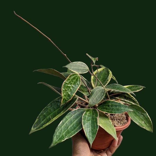 Hoya Macrophylla 'Albomarginata' - Hoya - Soiled