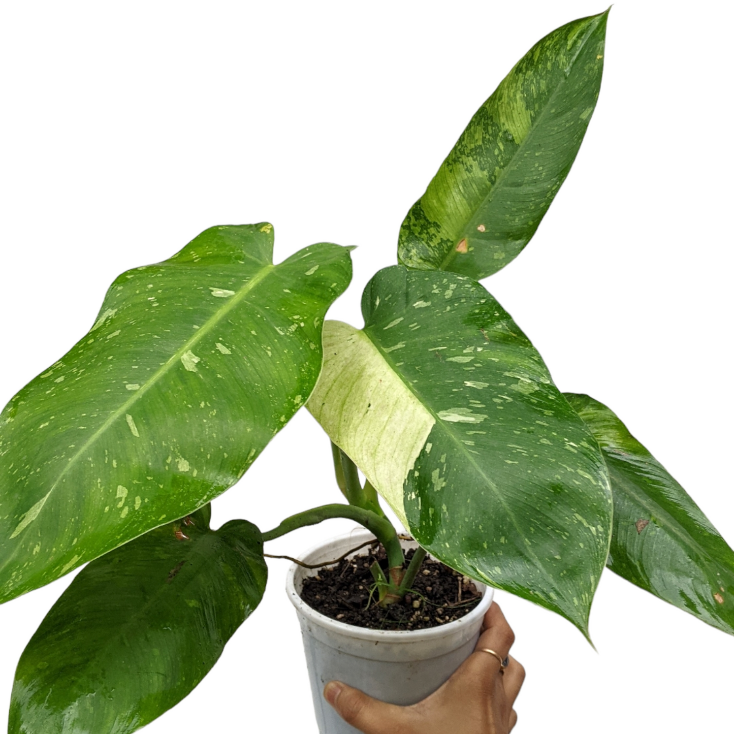 Philodendron 'Jose Buono' - Philodendron - Soiled