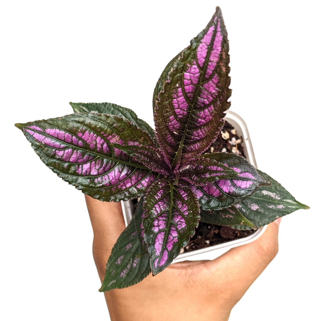 Persian Shield (Strobilanthes Dyerianus) - Plants - Soiled