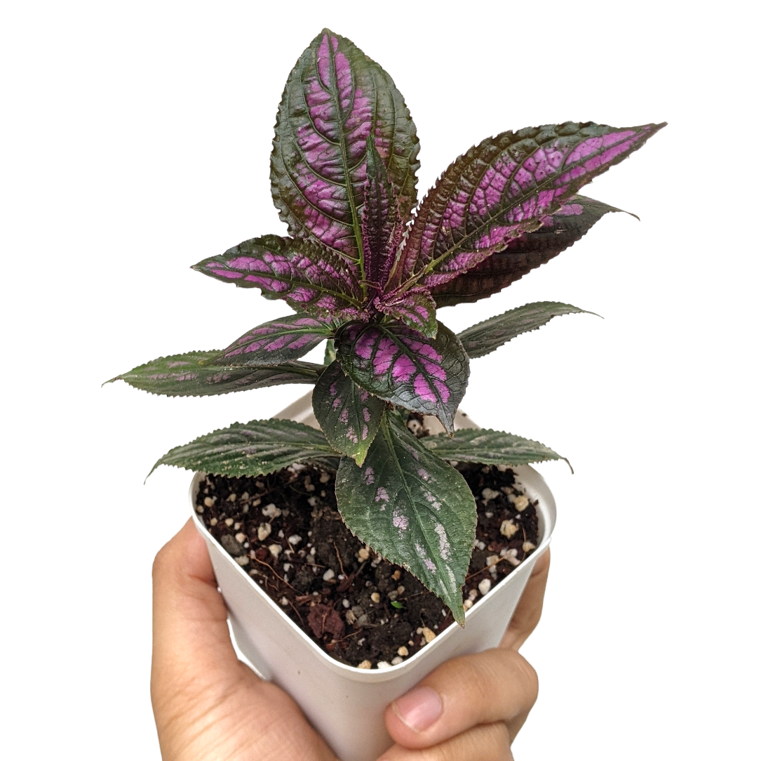 Persian Shield (Strobilanthes Dyerianus) - Plants - Soiled