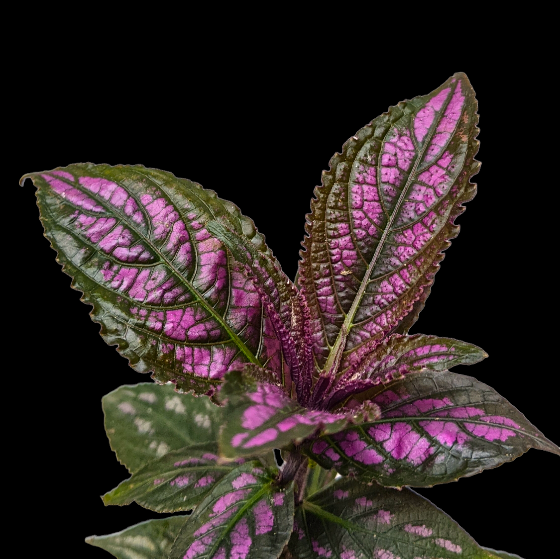 Persian Shield (Strobilanthes Dyerianus) - Plants - Soiled