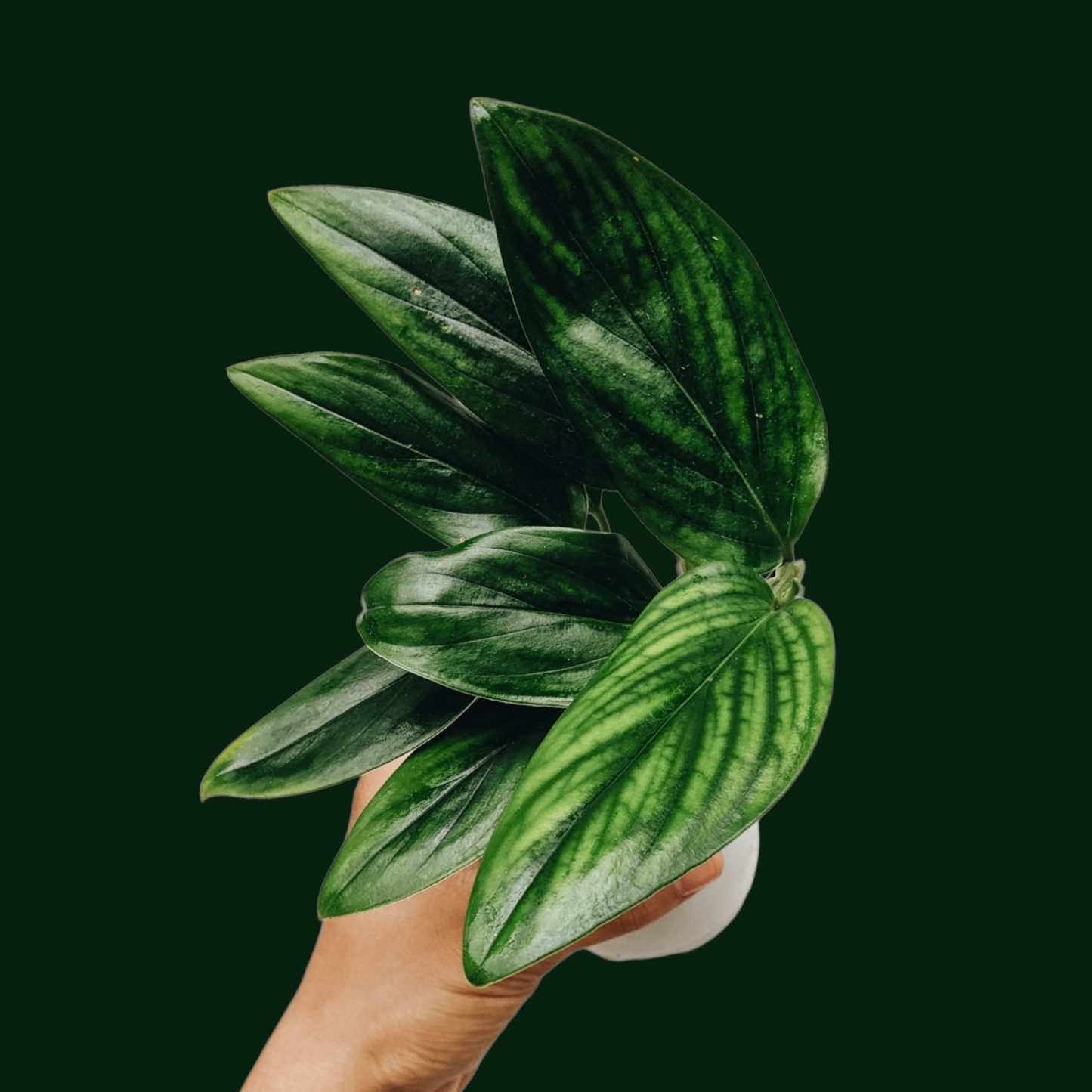 Monstera Standleyana Green - Monstera - Soiled