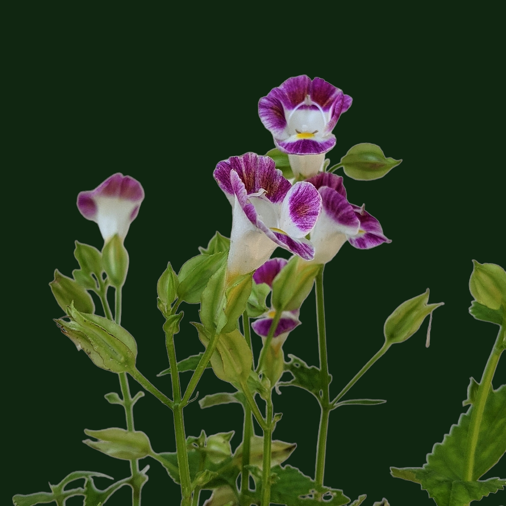 Torenia Fournieri (Wishbone Flower) - Flowering Plant - Soiled