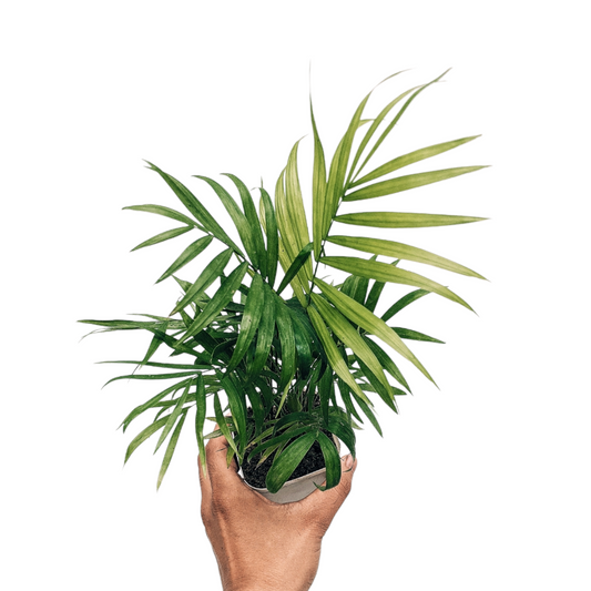 Parlor Palm Mini (Chamaedorea Elegans) - Foliage Plant - Soiled