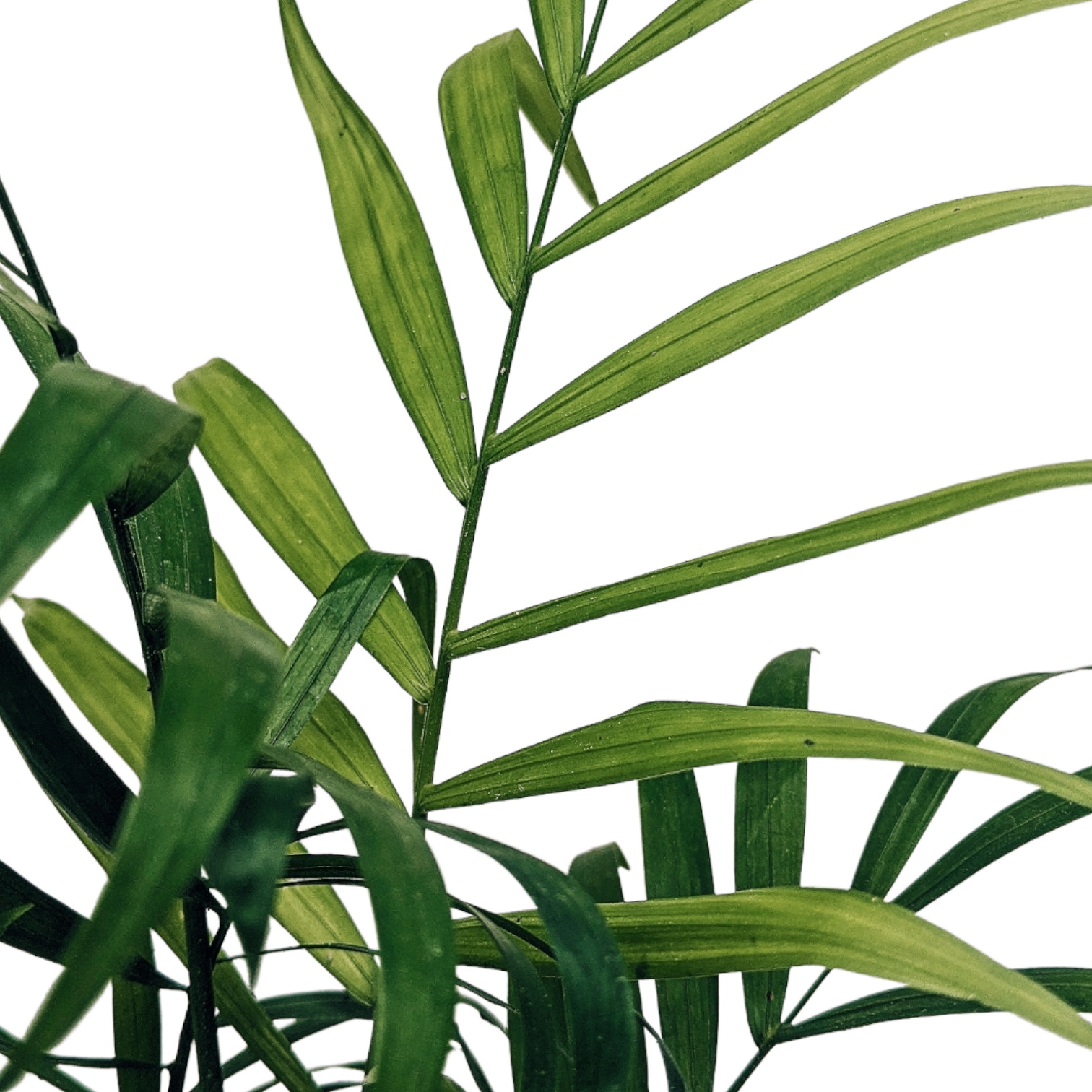 Parlor Palm Mini (Chamaedorea Elegans) - Foliage Plant - Soiled