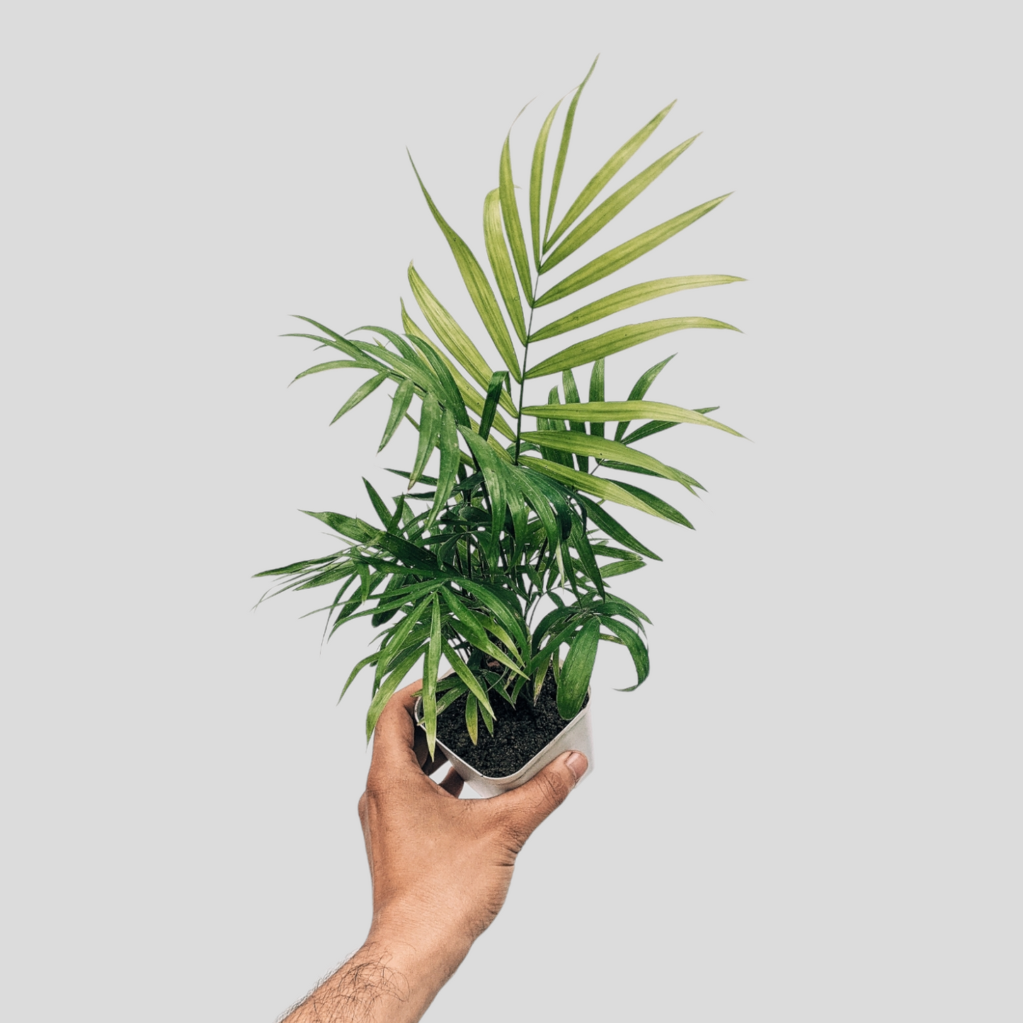 Parlor Palm Mini (Chamaedorea Elegans) - Foliage Plant - Soiled