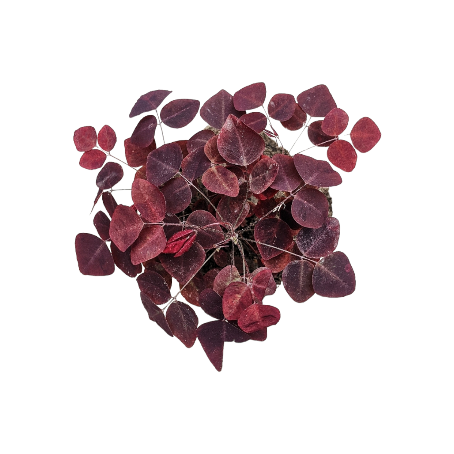 Oxalis Hedysaroides Rubra (Fire Fern) - Indoor & Outdoor Plants - Soiled