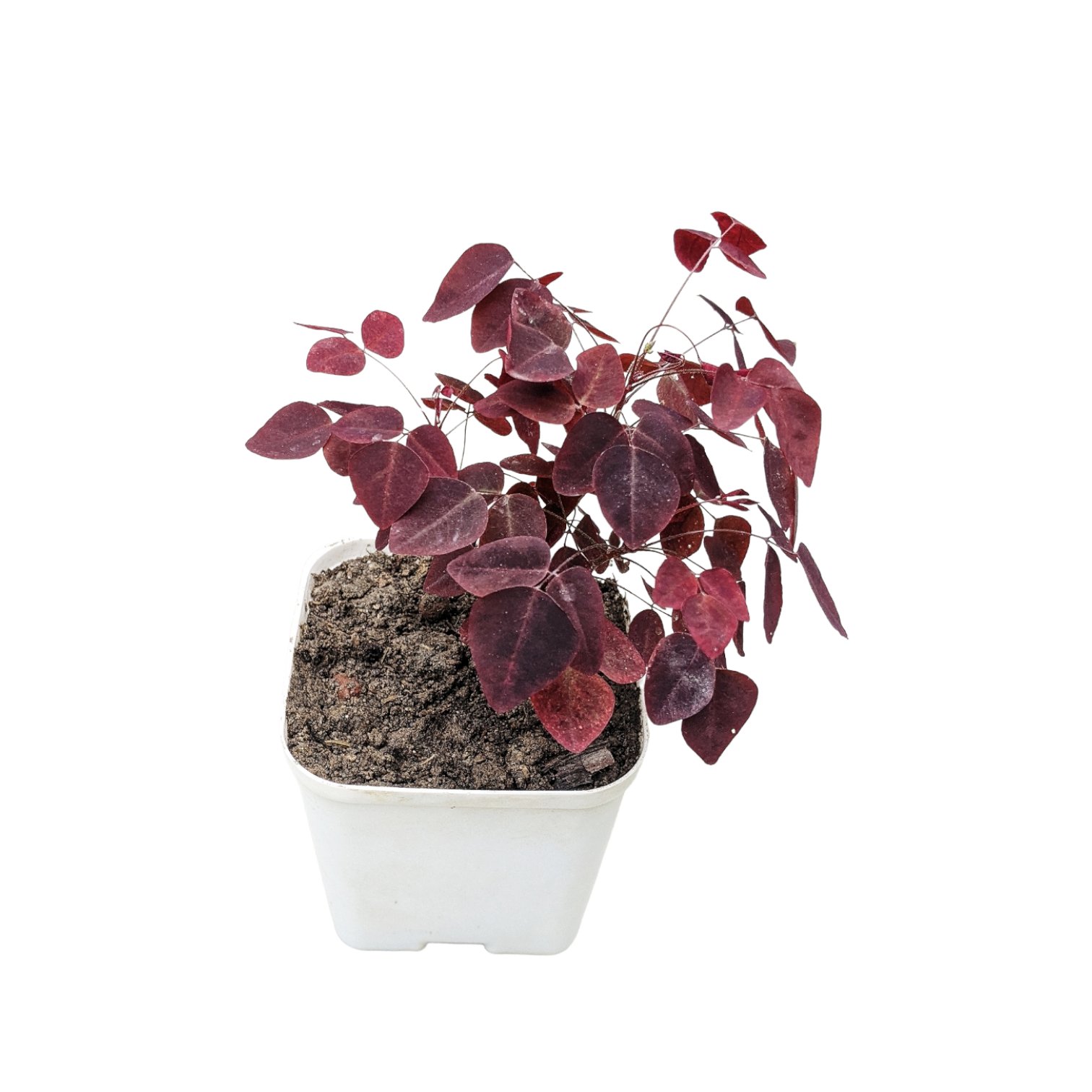 Oxalis Hedysaroides Rubra (Fire Fern) - Indoor & Outdoor Plants - Soiled