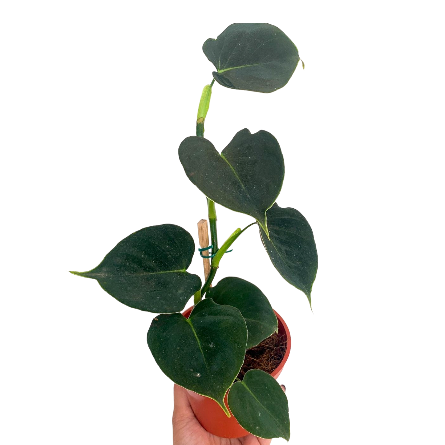 Philodendron Lupinum - Philodendron - Soiled