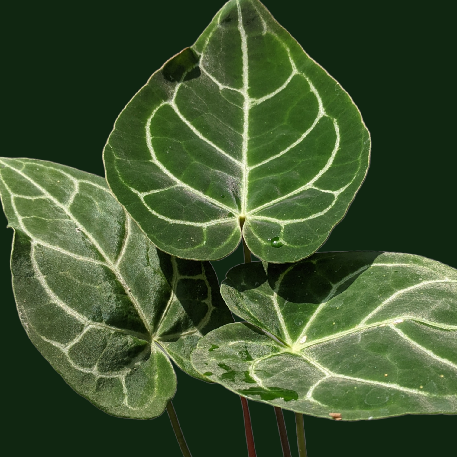 Anthurium Crystallinum - Anthrium - Soiled