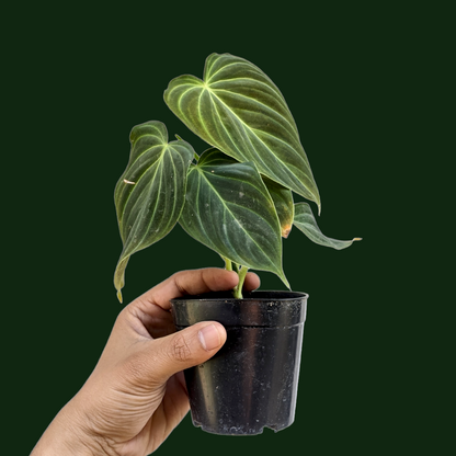 Philodendron Splendid - Philodendron - Soiled