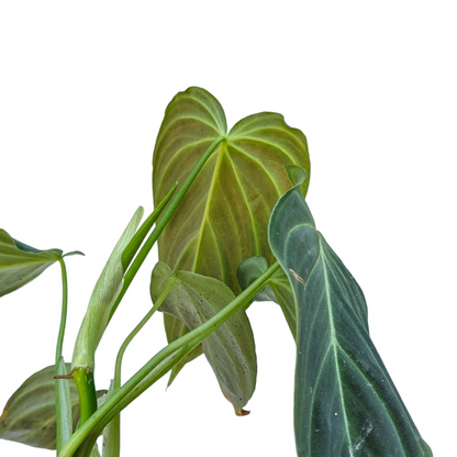 Philodendron Splendid - Philodendron - Soiled