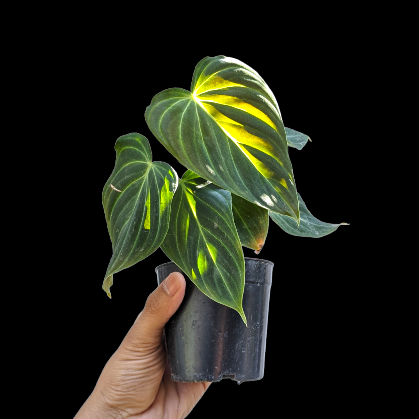 Philodendron Splendid - Philodendron - Soiled