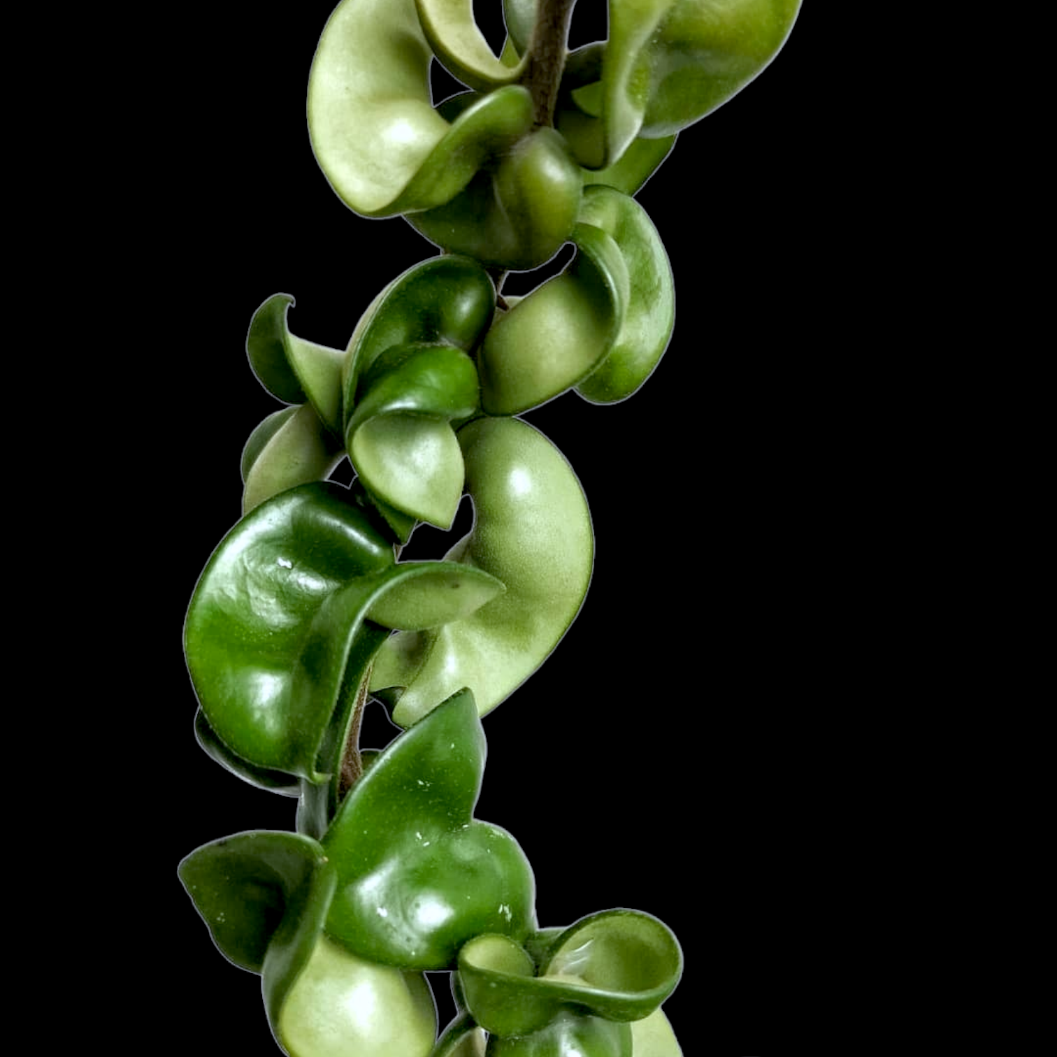 Hoya Hindu Rope (Carnosa Compacta) - Hoya - Soiled