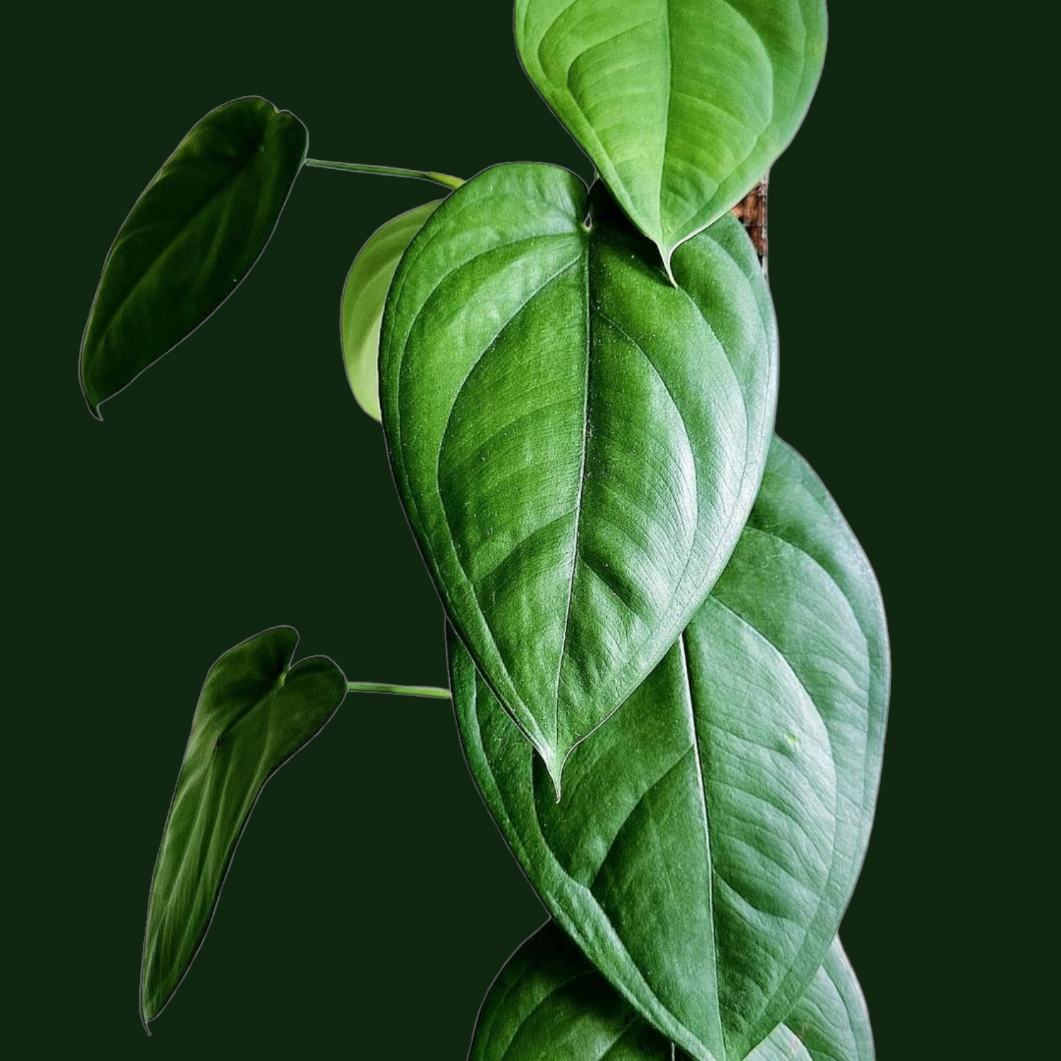 Syngonium Chiapense - Philodendron - Soiled