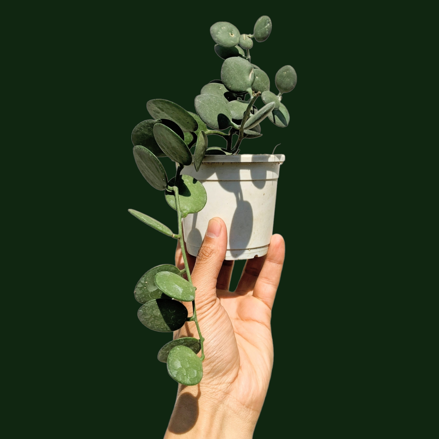 Silver Dollar Plant - Xerosicyos Danguyi - Succulent - Soiled